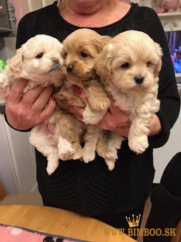 Šteniatka pudla tu na predaj