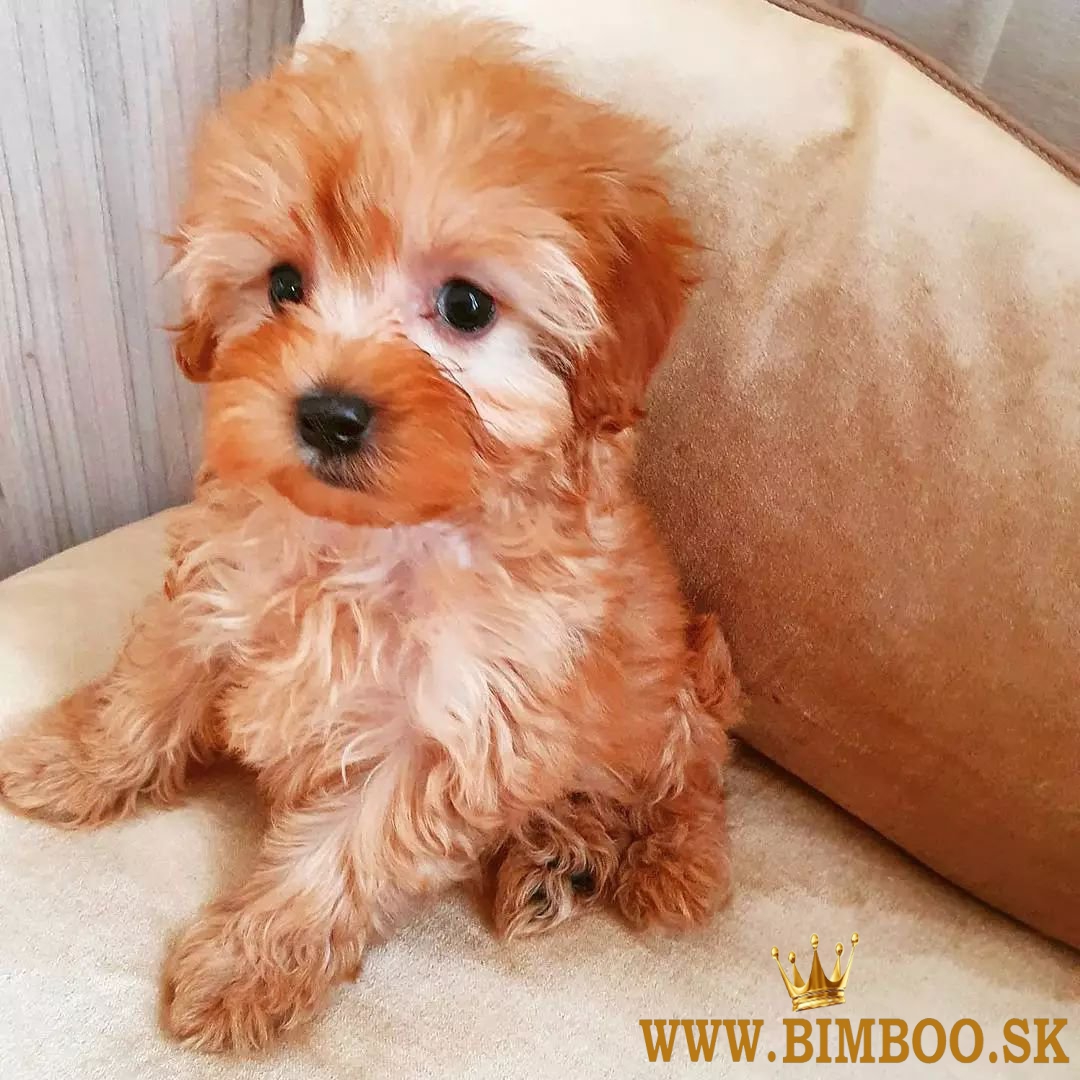 maltipoo Šteniatka    whatsapp +386 69897613