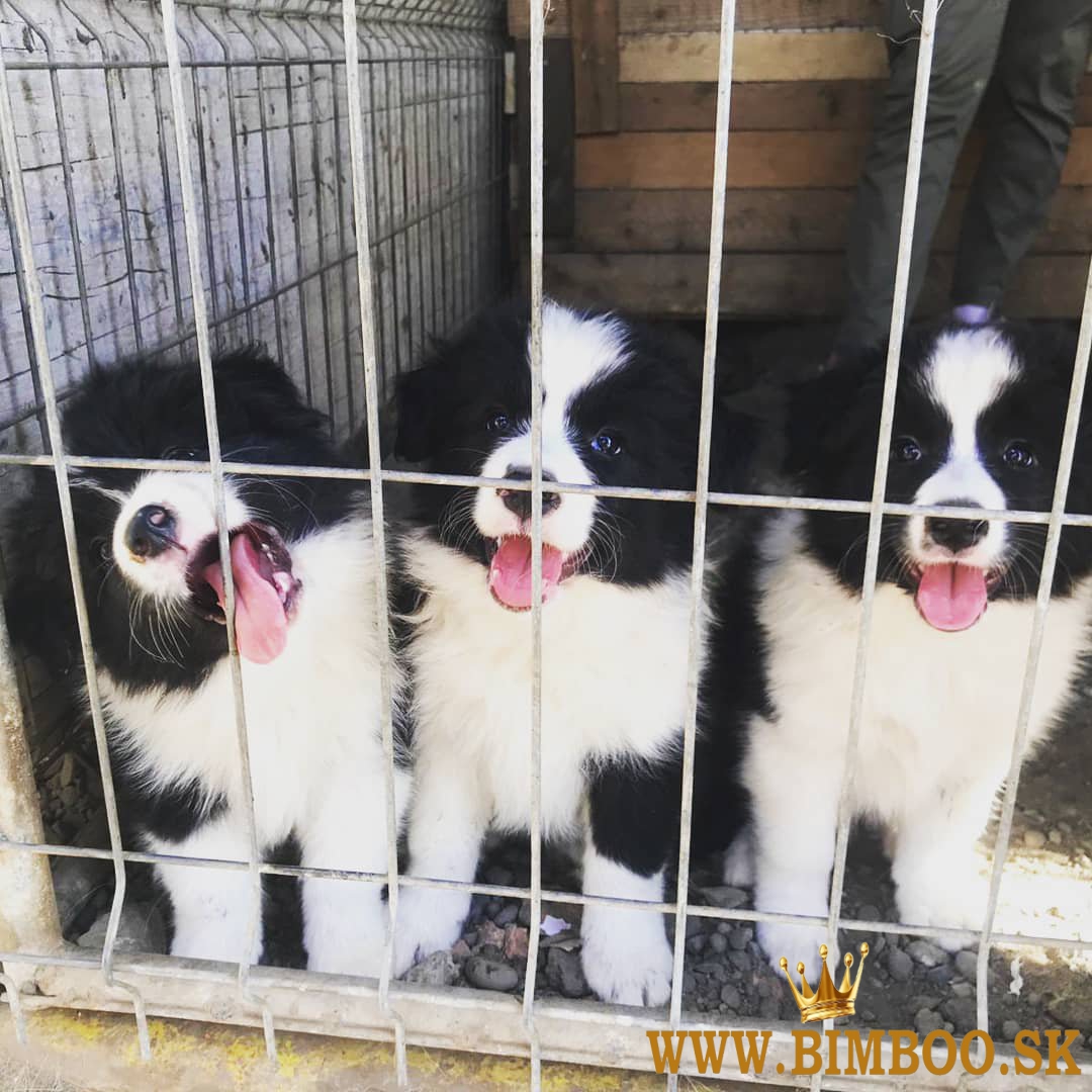 Šteniatka Border Collie