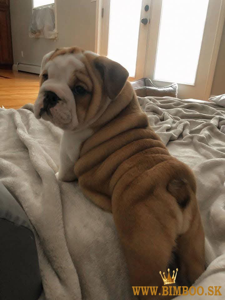 Anglicky Bulldog, English bulldog, Bulldogge, buldog, buldok