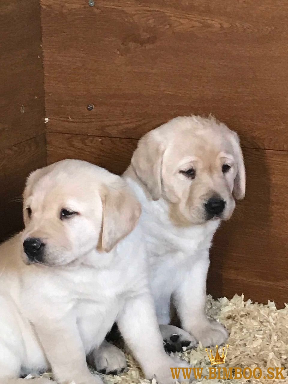 Predám rozkošné šteniatka labradora.