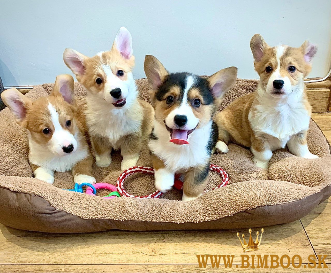 Pembroke Welsh Corgi Šteniatka Pembroke