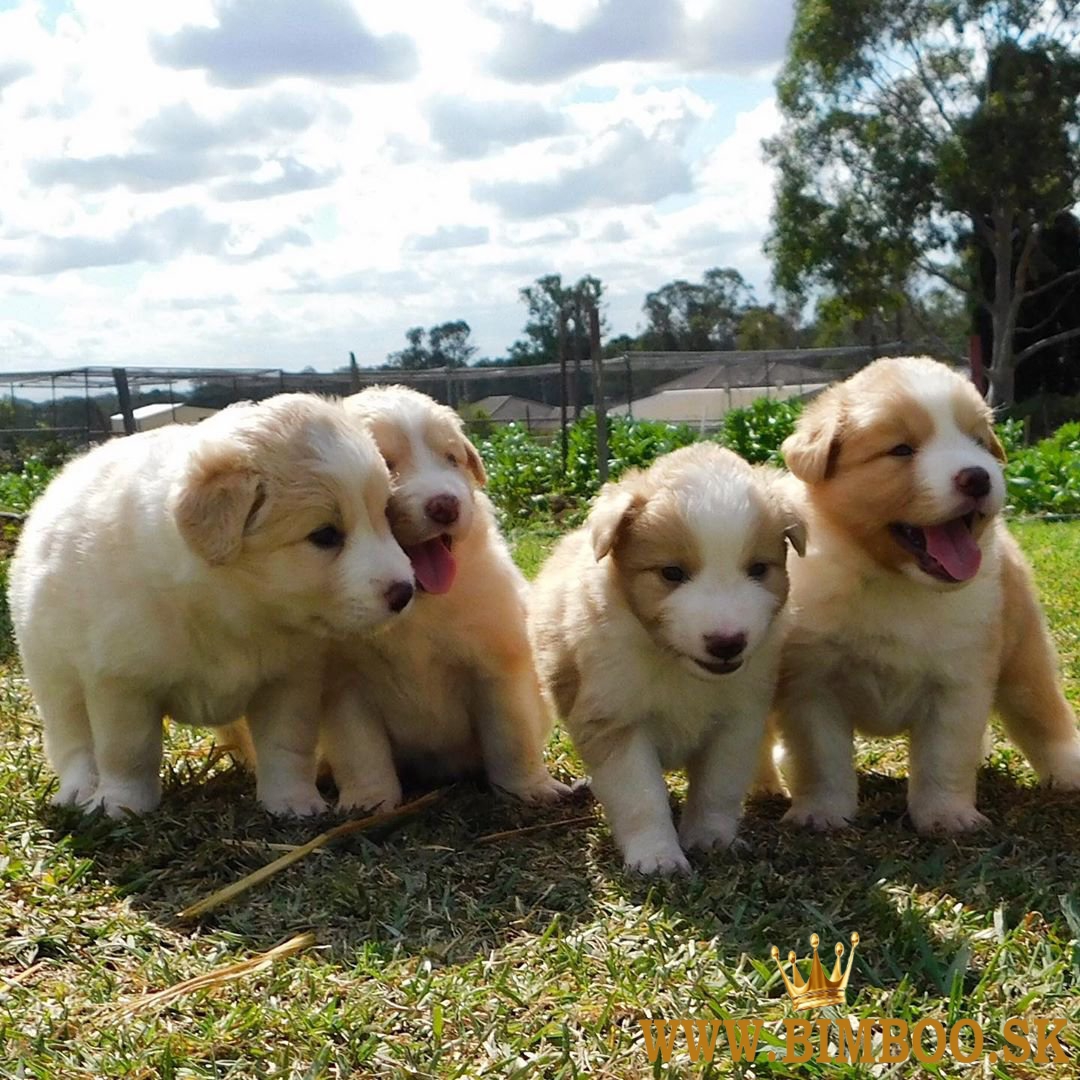 Šteniatka border kolie v kvalite AKC.whatsapp nás:+447490124950