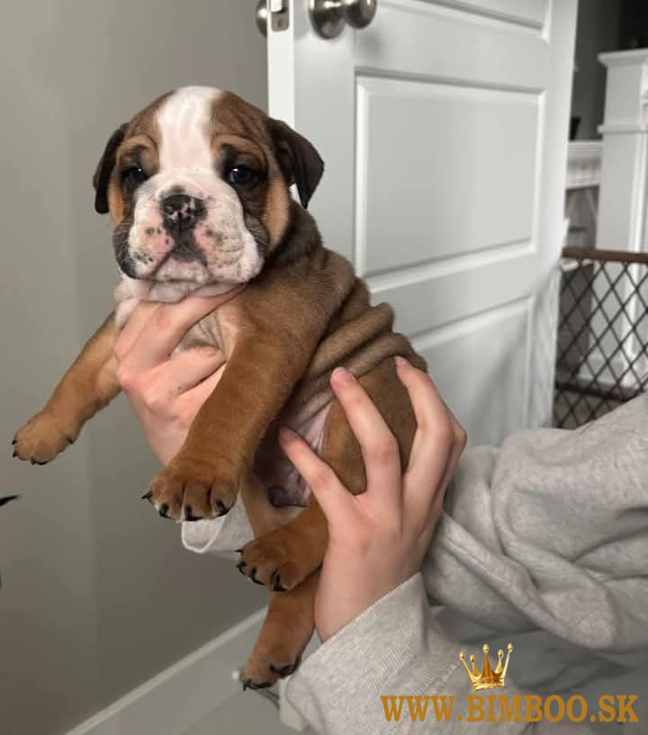 Anglicky Bulldog, English bulldog, Bulldogge, buldog, buldok