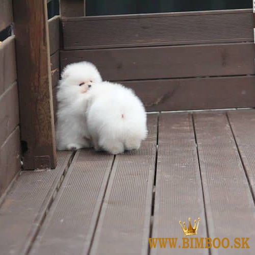 Predám šteniatka pomeraniana