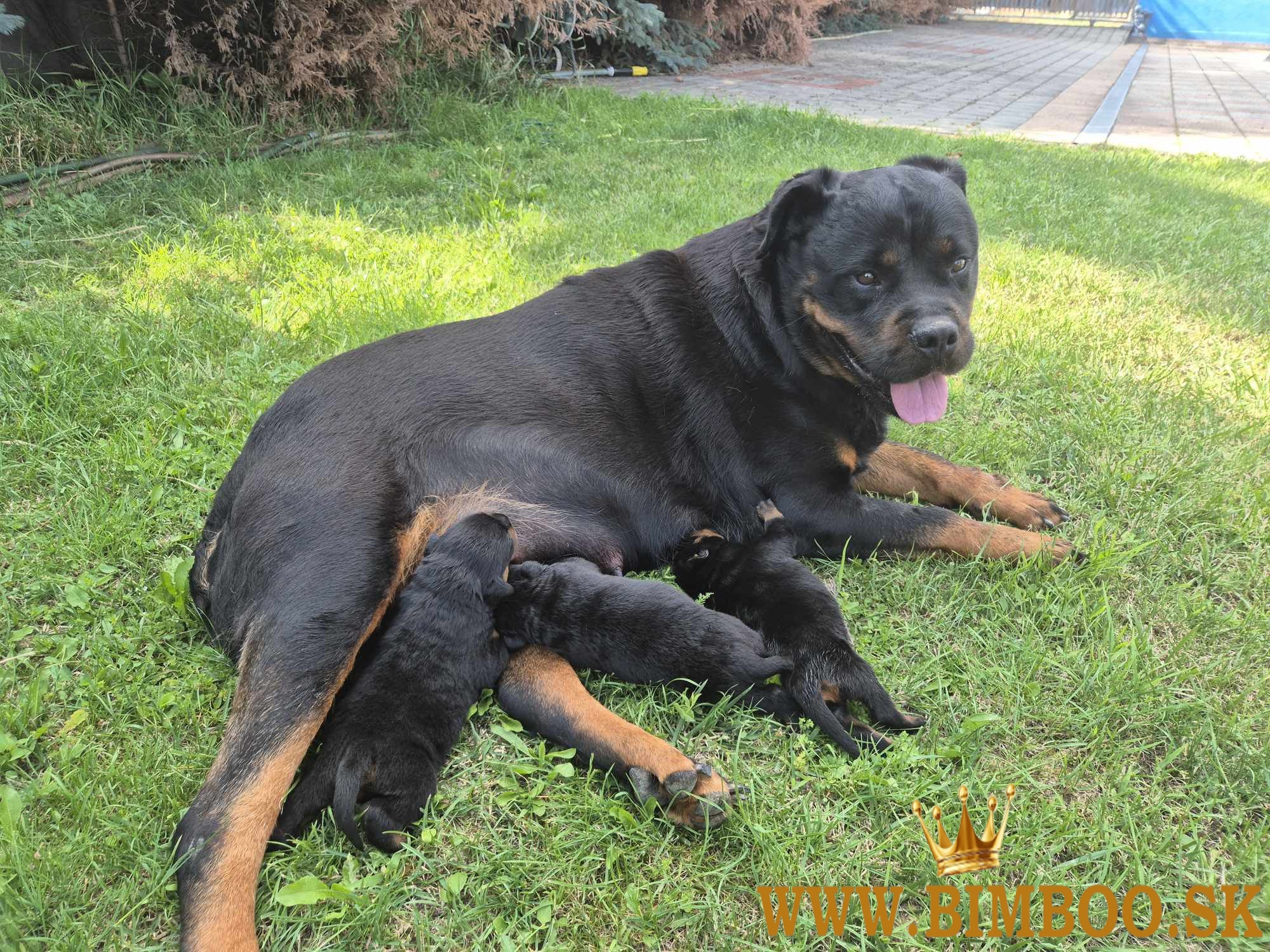 Šteniatka Rottweilera s PP