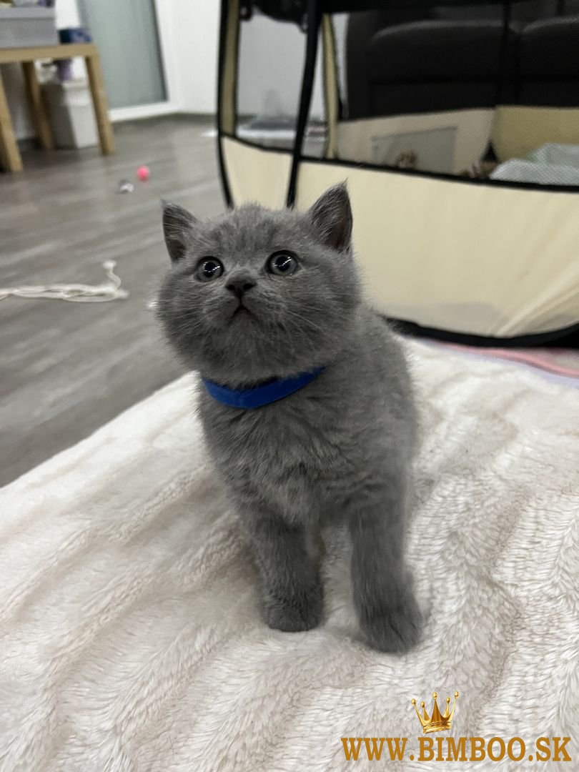 krásne Britská krátkosrstá Mačiatka Dostupné