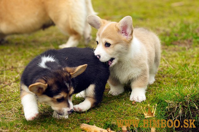 Pembroke Welsh Corgi Šteniatka Pembroke
