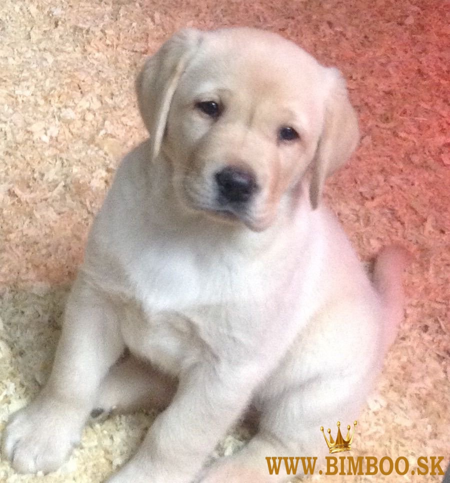 Máme dve šteniatka labradorského retrievera na návrat do domova.