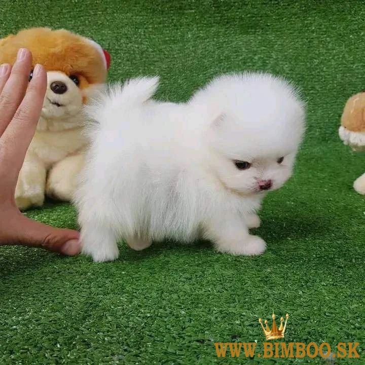 Pomeranian šteniatka pripravené na vyzdvihnutie.