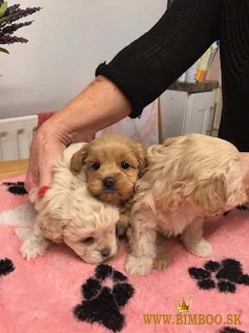 Šteniatka pudla tu na predaj