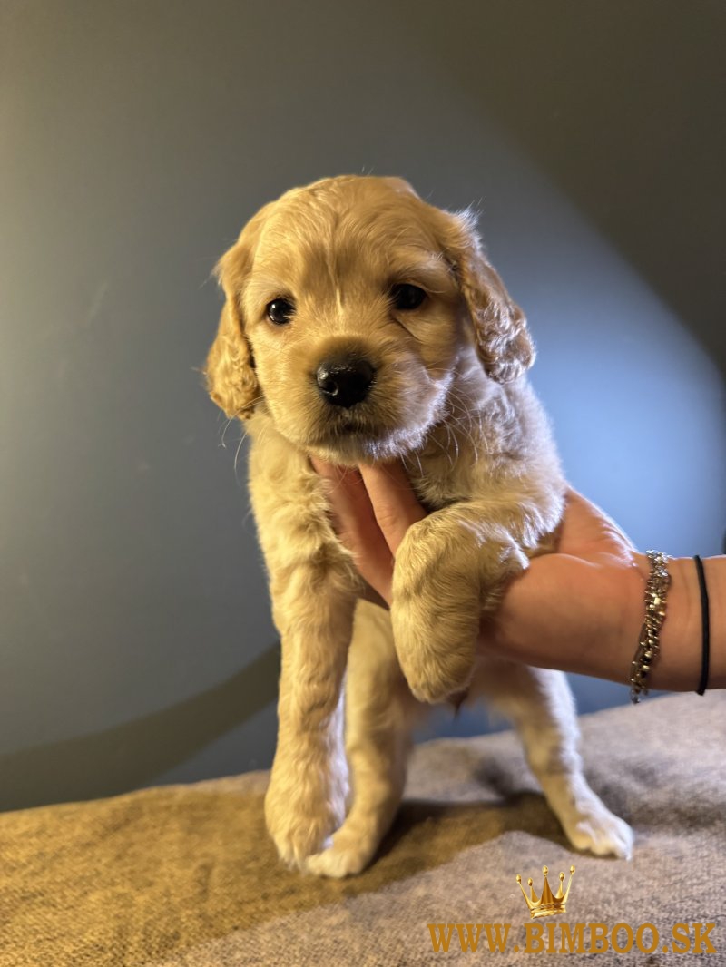 Roztomilý maltipoo