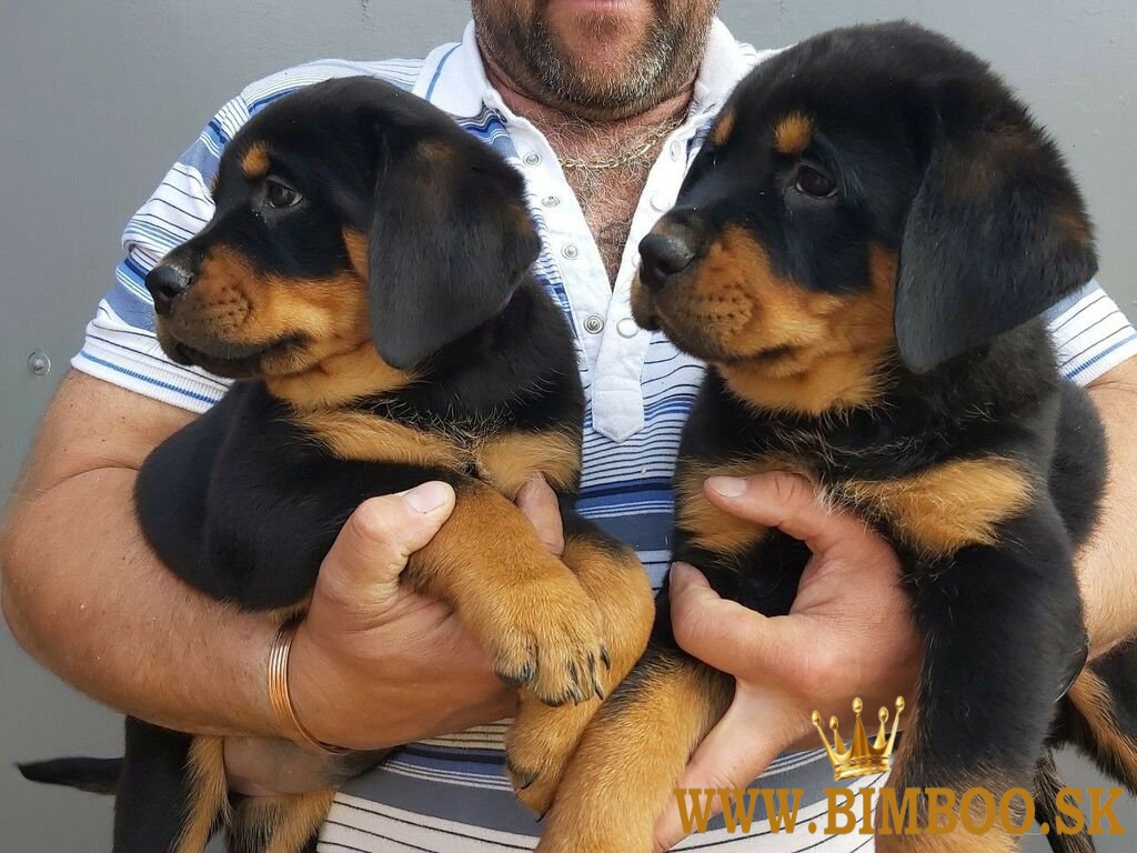 Šteniatka rotweillerov  whatsapp +386 69897613