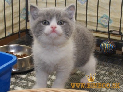 K dispozícii je britské krátkosrsté mačiatko. WhatsApp nás: +447490124950