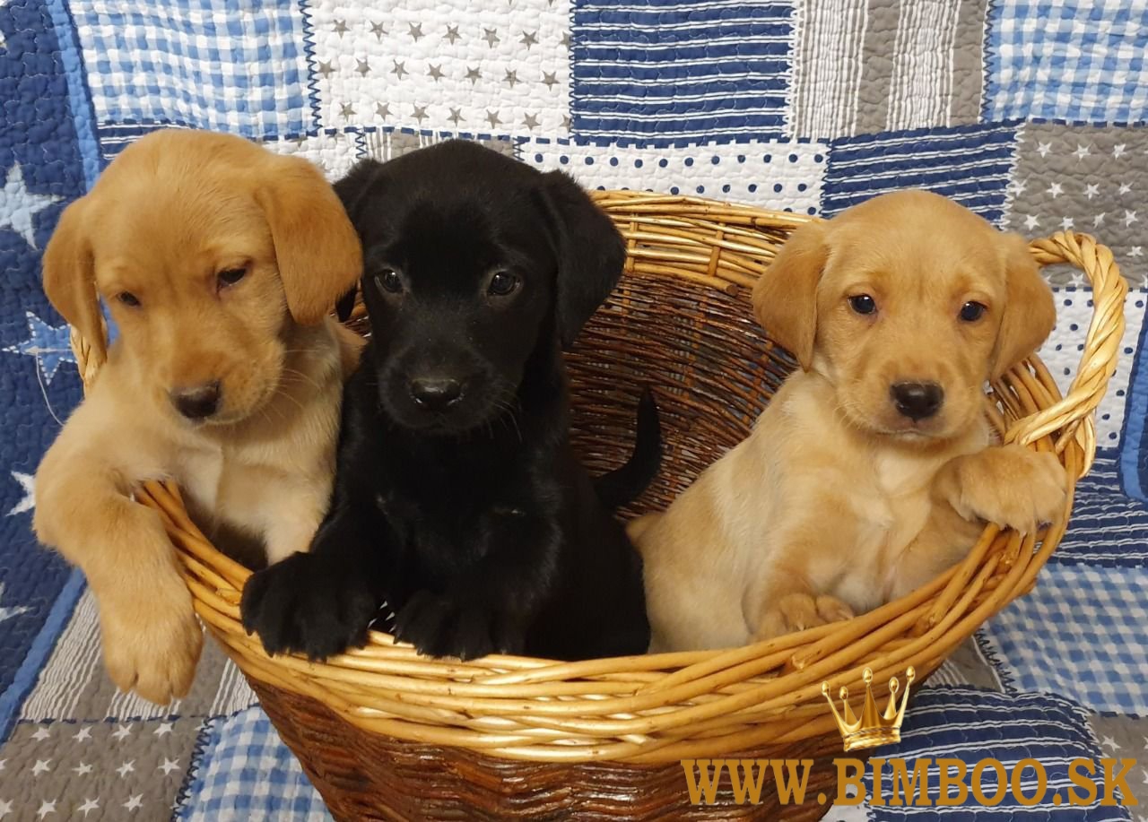 Šteniatka labradorského retrievera
