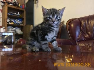 Ohromujúci bengálski samček a samica s ružicou. whatsapp nás: +447490124950