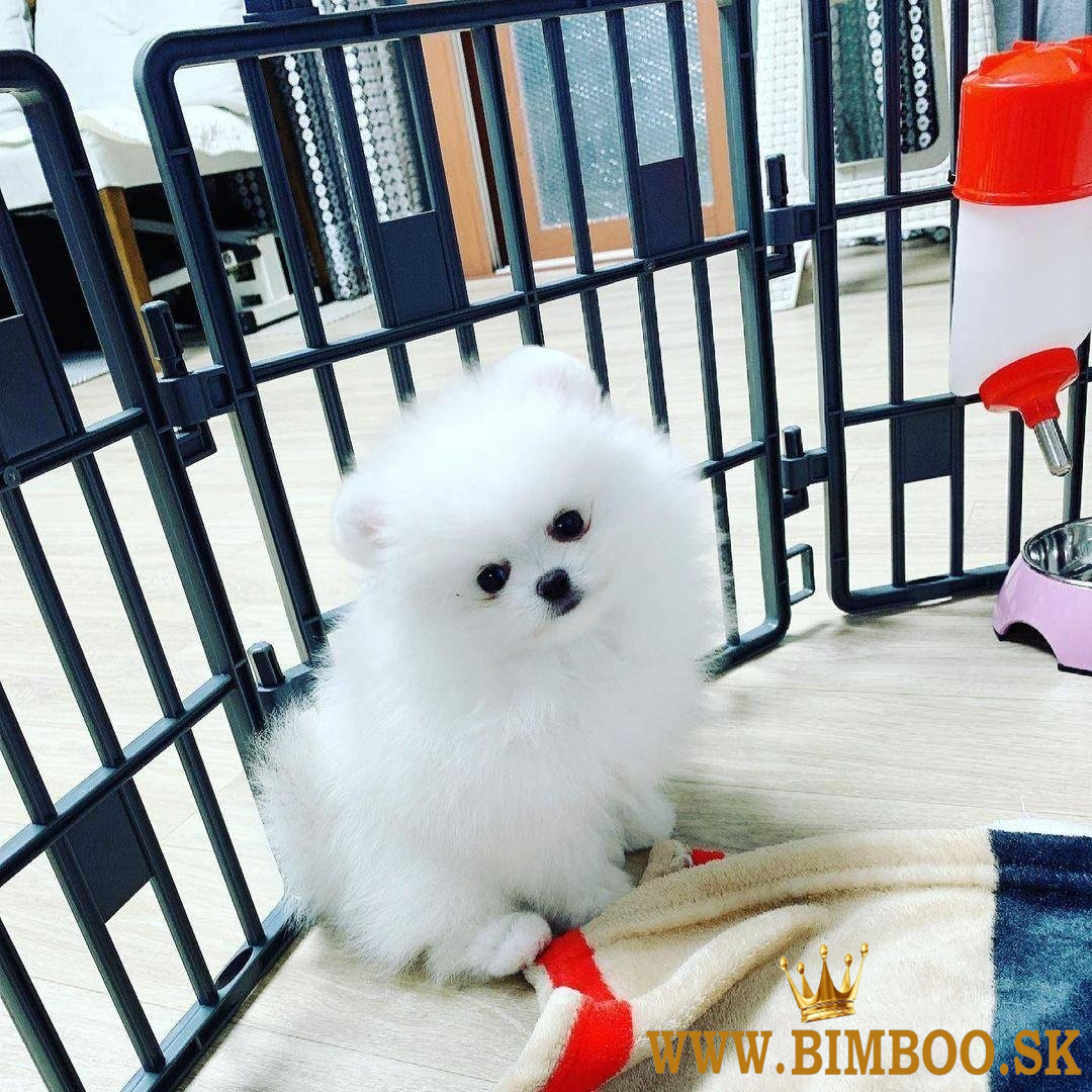Šteniatka Pomeranian