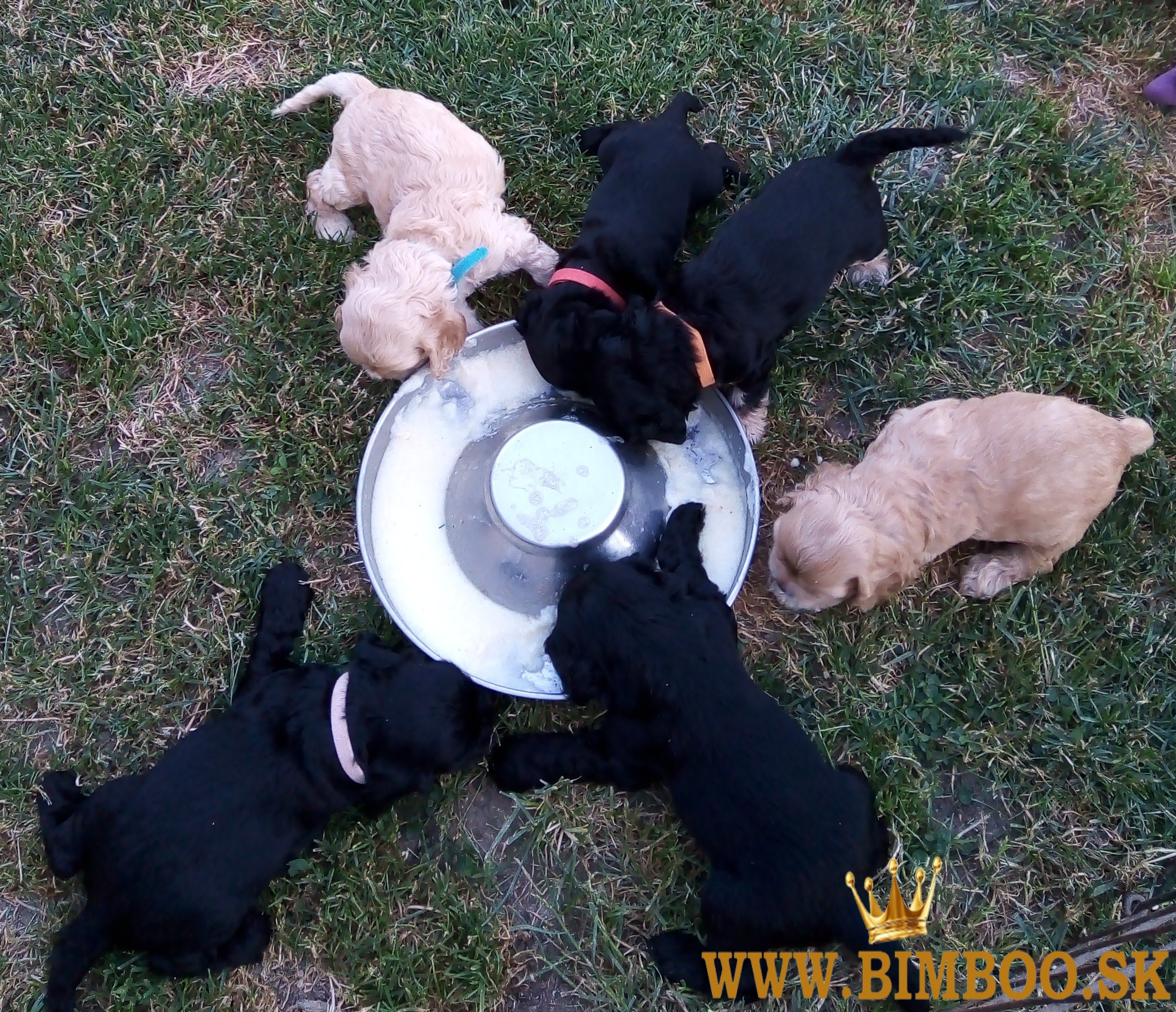 Americký kokeršpaniel s rodokmeňom