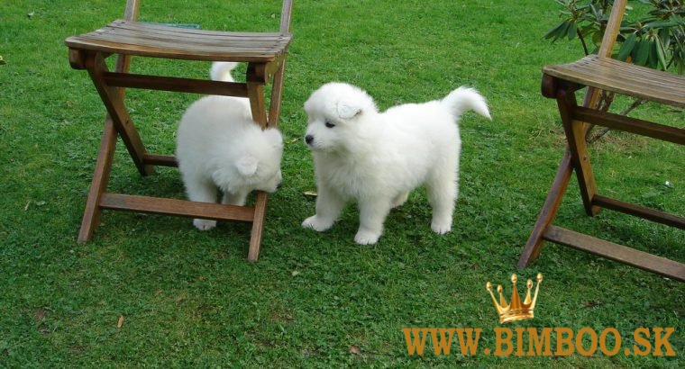 Krásne šteniatka samojeda pripravené na adopciu..