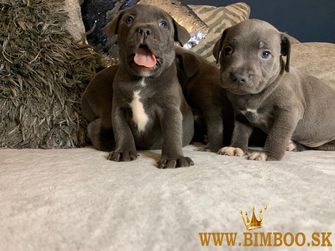 Šteniatka stafordšírskeho teriéra