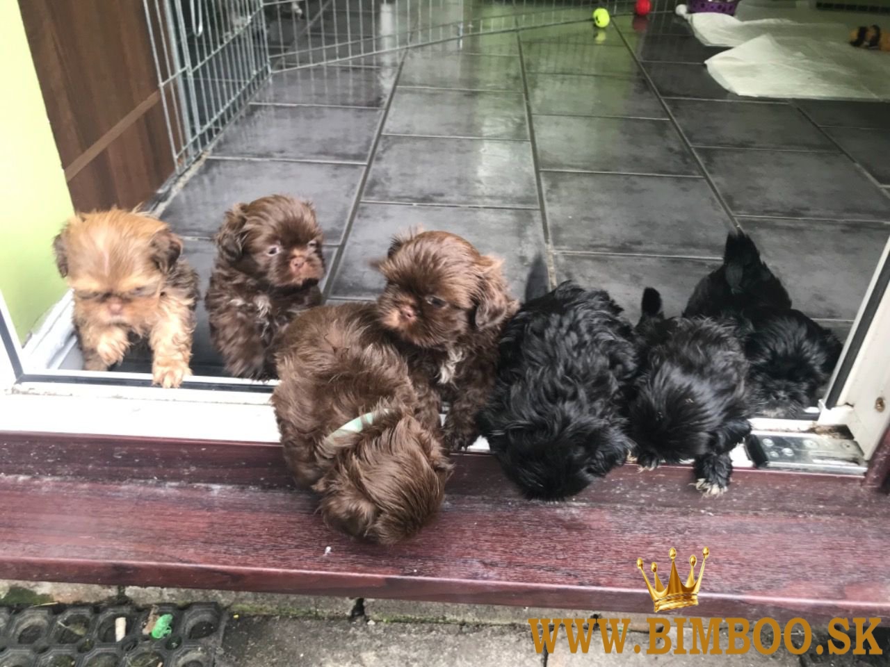 Šteniatka Shih Tzu