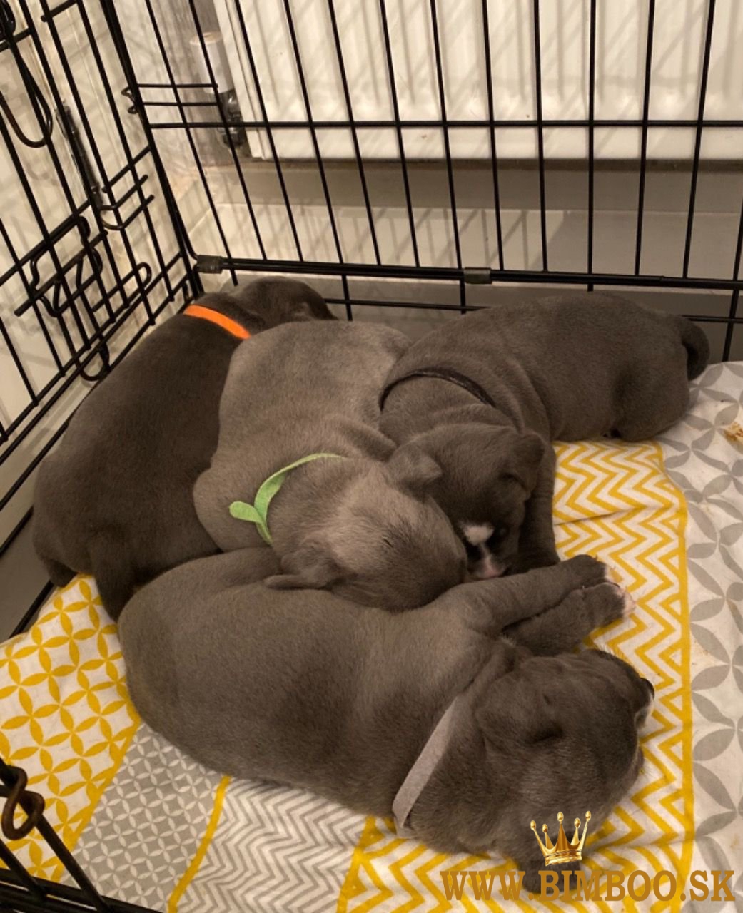 Šteniatka stafordšírskeho teriéra