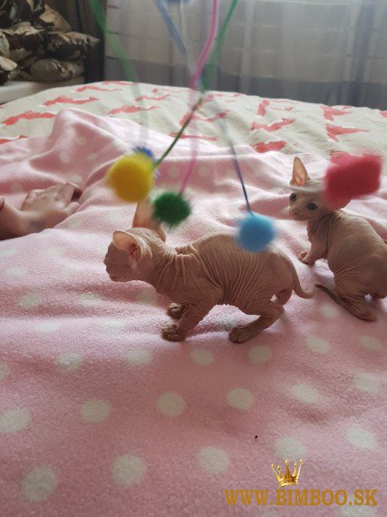 Zdravé mačiatka plemena Sphynx, samce a samice, hľadajú nové domovy. WhatsApp nás: +447490124950