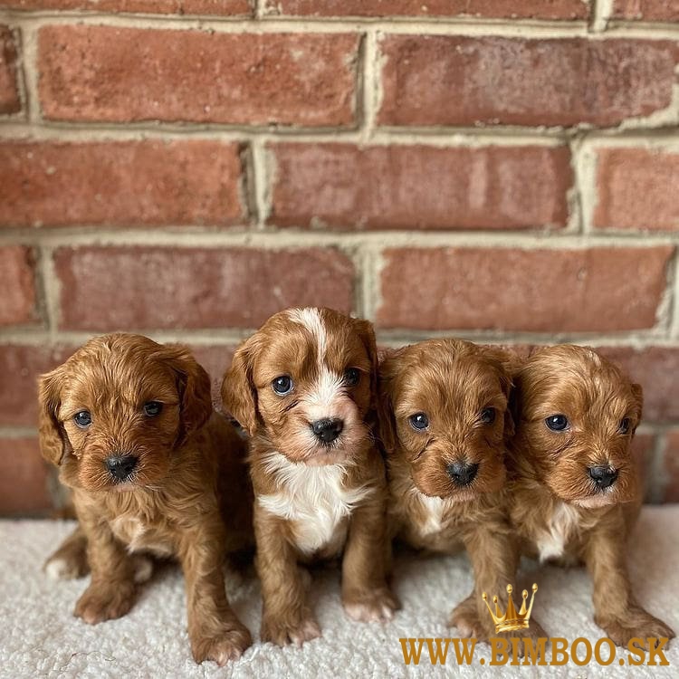 Cavapoo šteniatka  whatsapp +420 734384520