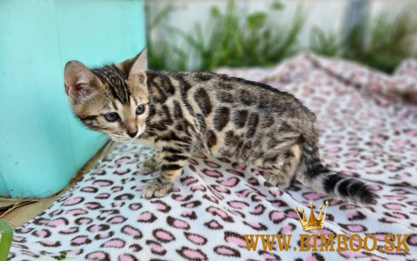 Pedigree Bengal kittens ready now Business WhatsApp: +37256348129