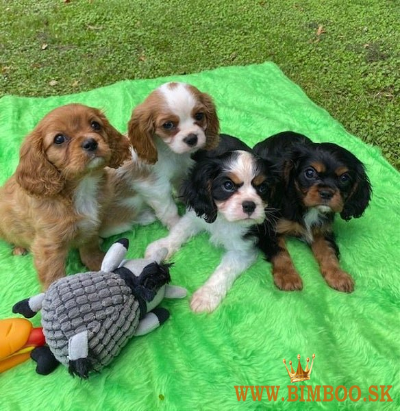 Šteniatka Cavalier-King-Charles-Spaniel sú k dispozícii.