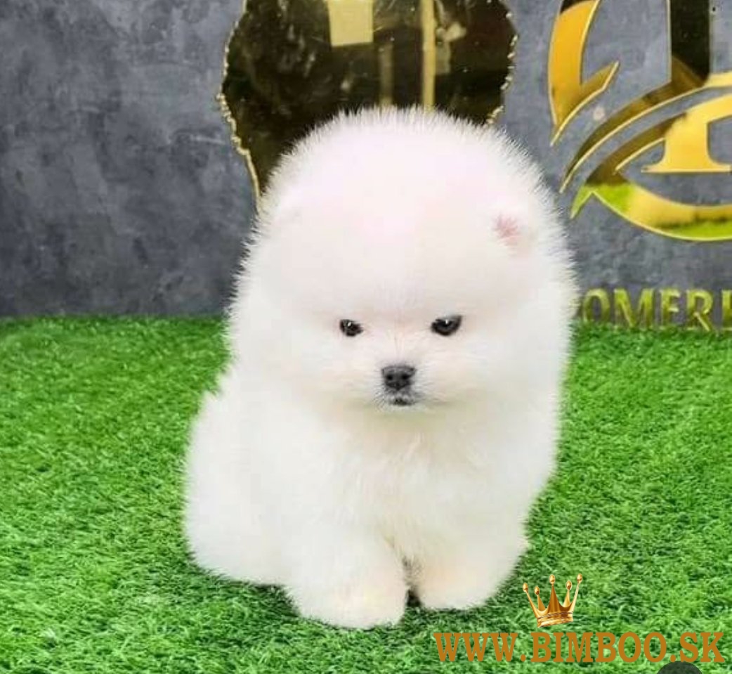 Šteniatka pomeraniana