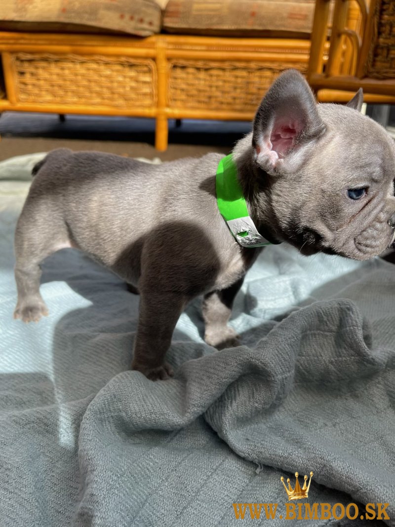 Francúzsky buldoček šteniatka na predaj
