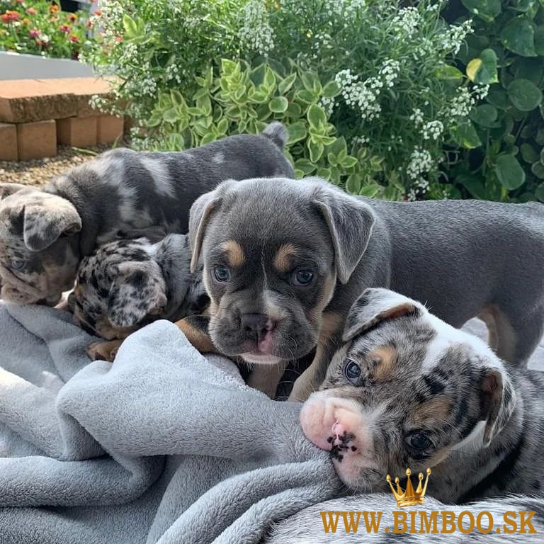 Krásne šteniatka francúzskeho buldočka