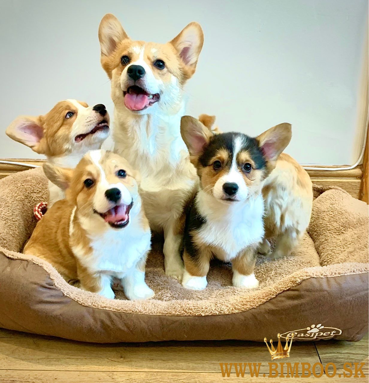 Pembroke Welsh Corgi Šteniatka Pembroke