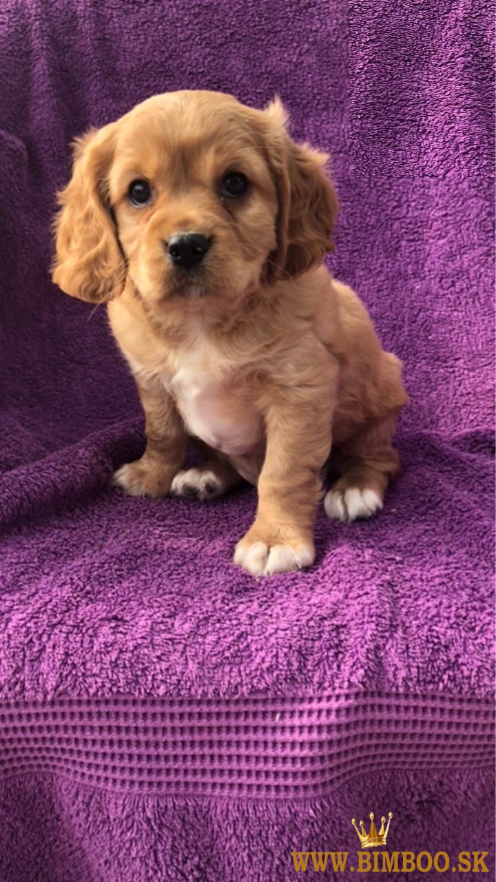 Šteniatka Cavalier King Charles Spaniel. 