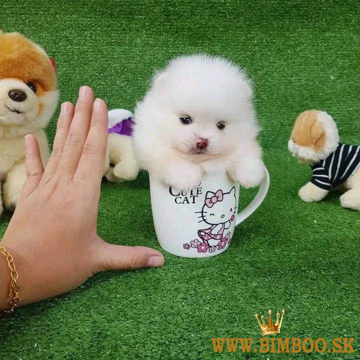 Pomeranian šteniatka pripravené na vyzdvihnutie.