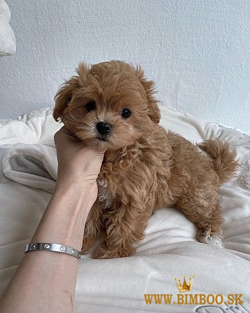 Krásne šteniatka Maltipoo