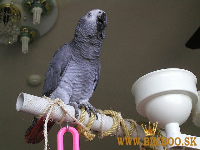 Ručne odchované papagáje africké sivé. WhatsApp nás: +447490124950