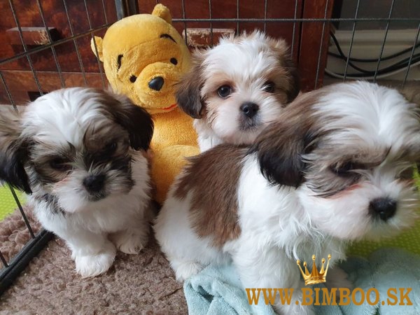 Krásne šteniatka Shih Tzu