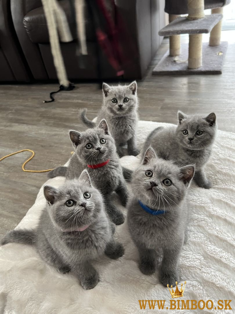 krásne Britská krátkosrstá Mačiatka Dostupné