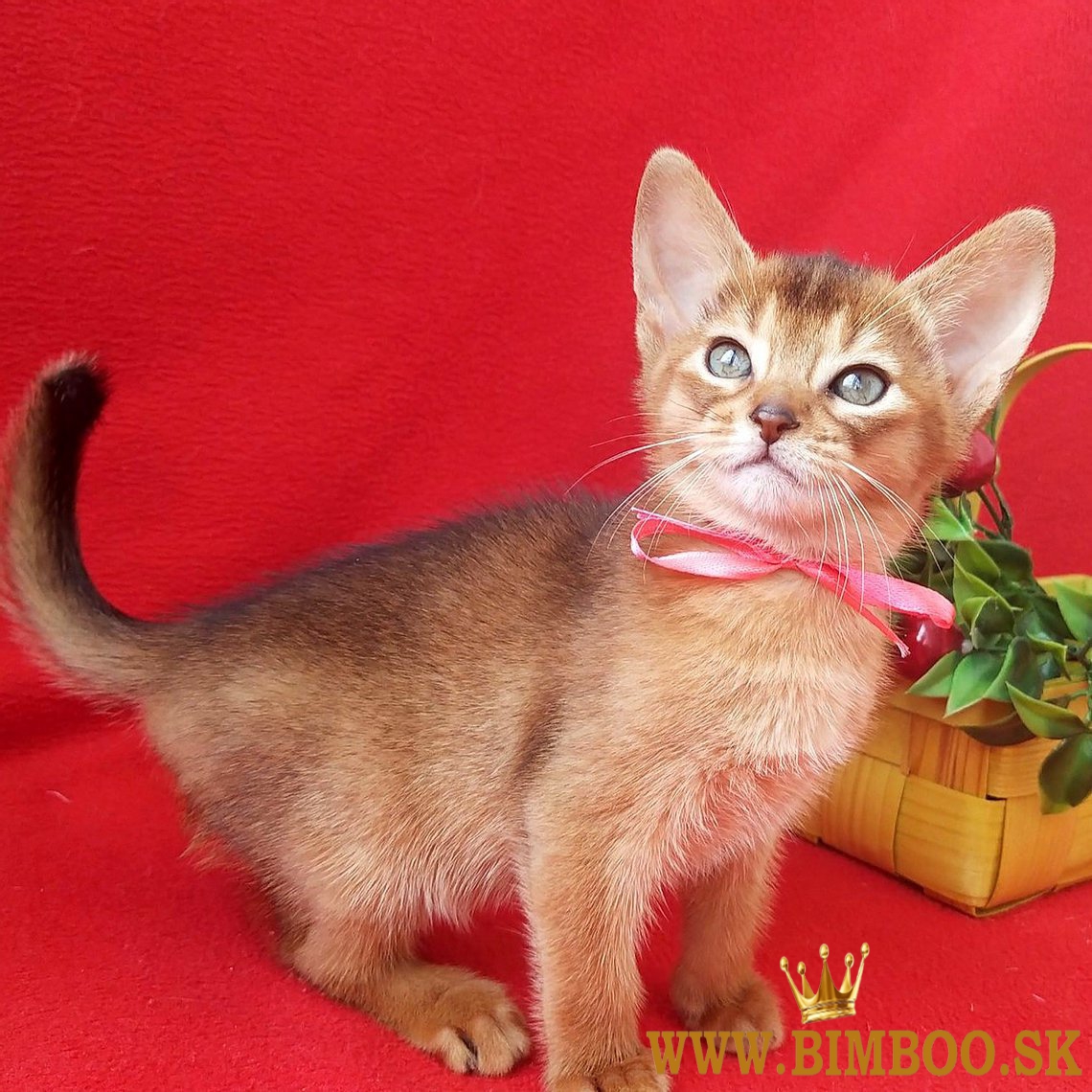 Top z habešských mačiatok