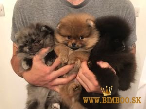 Šteniatka pomeranian x 1 krásne