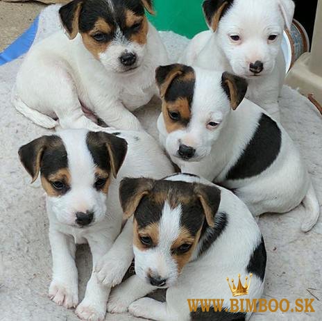 Šteniatka Jack Russell