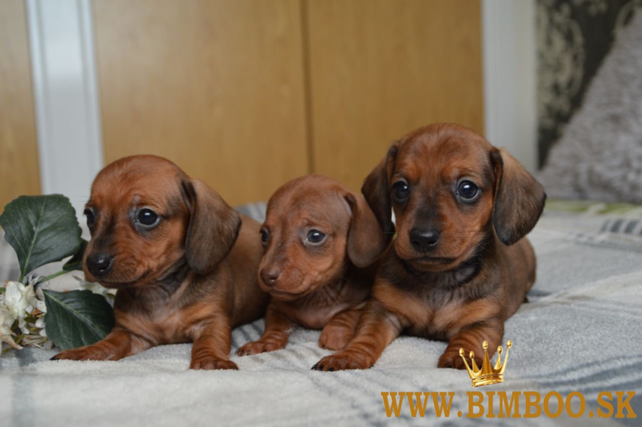 Čistokrvné šteniatka holandského buldoga. whatsapp us: +447490124950