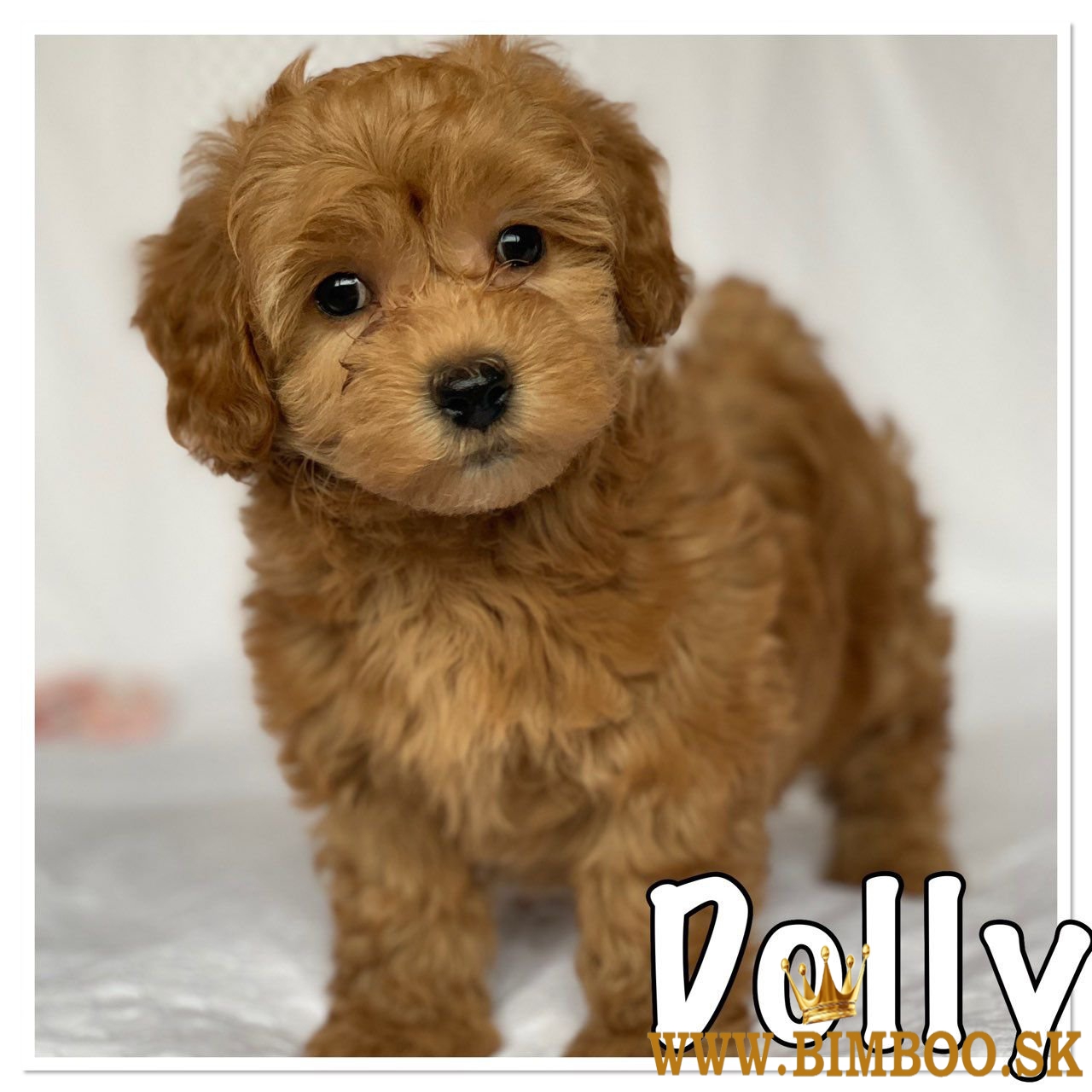 Havanese šteniatka