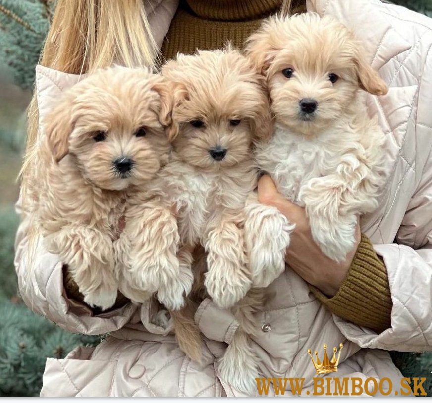 Šteniatka maltipoo