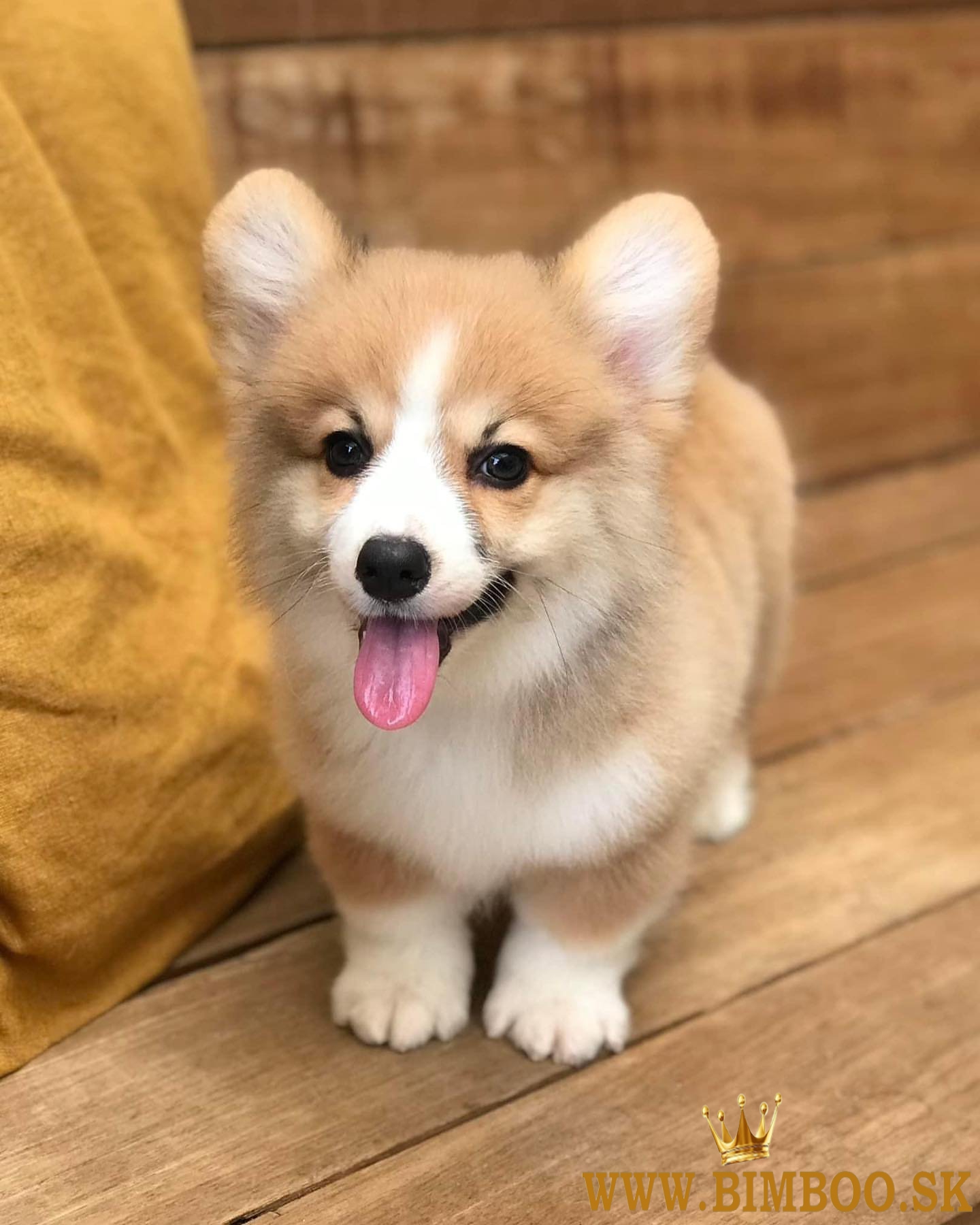 Rozkošný waleský corgi pembroke.