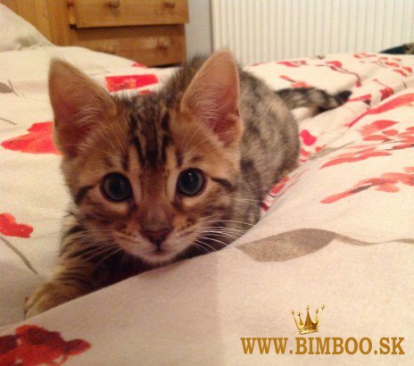 Poačiatka plemena Savannah od F1 do F4. WhatsApp nás: +44núkame m7490124950