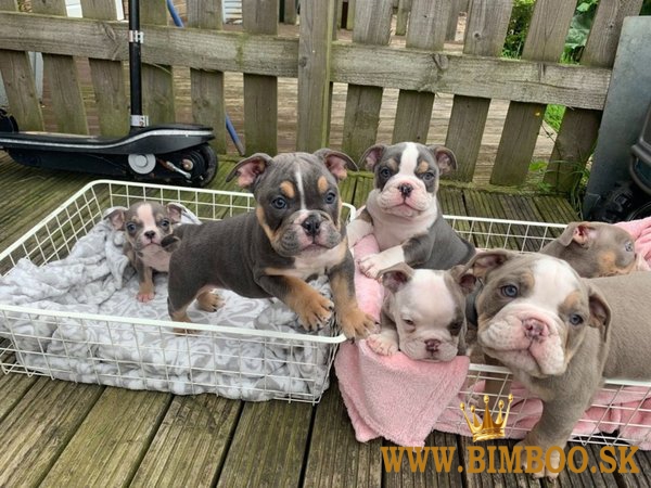 Predám anglický buldog