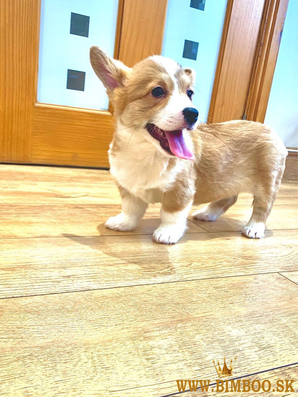 Pembroke Welsh Corgi Šteniatka Pembroke